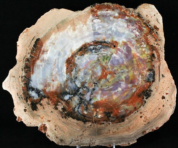 Gorgeous, Large Arizona Petrified Wood Slab - #29152